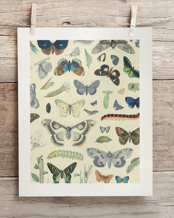 Butterfly Plate 1 Museum Print