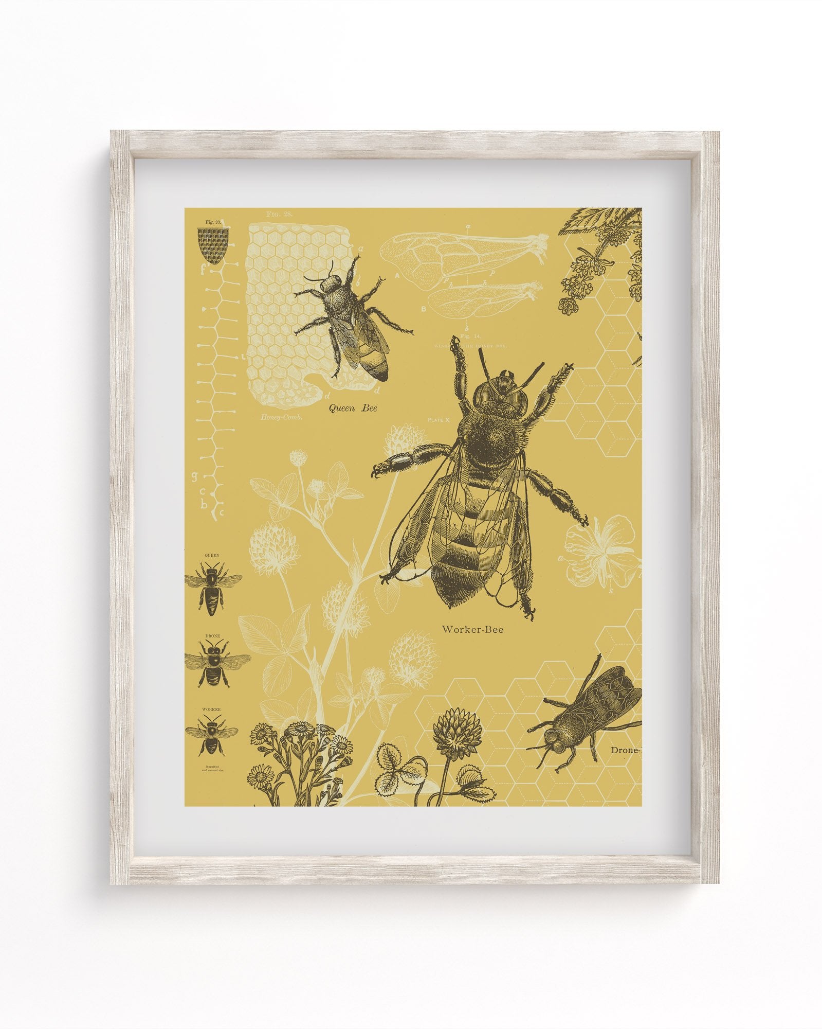 Honey Bee Museum Print