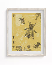 Honey Bee Museum Print