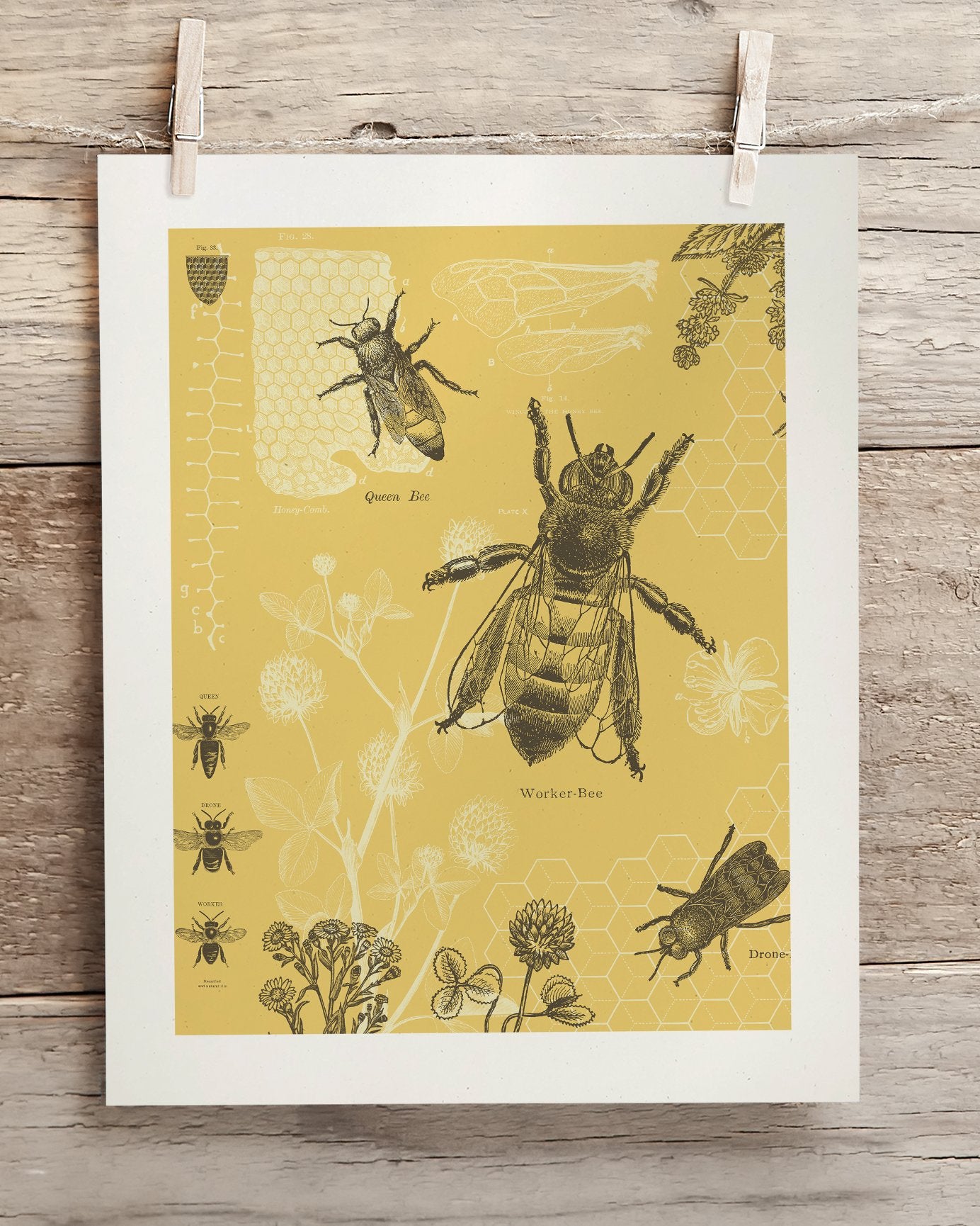 Honey Bee Museum Print