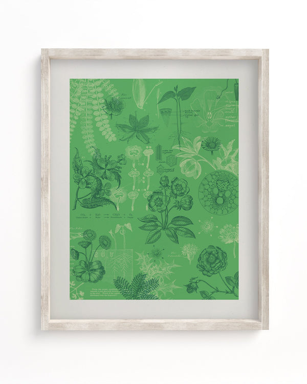 Botany Museum Print