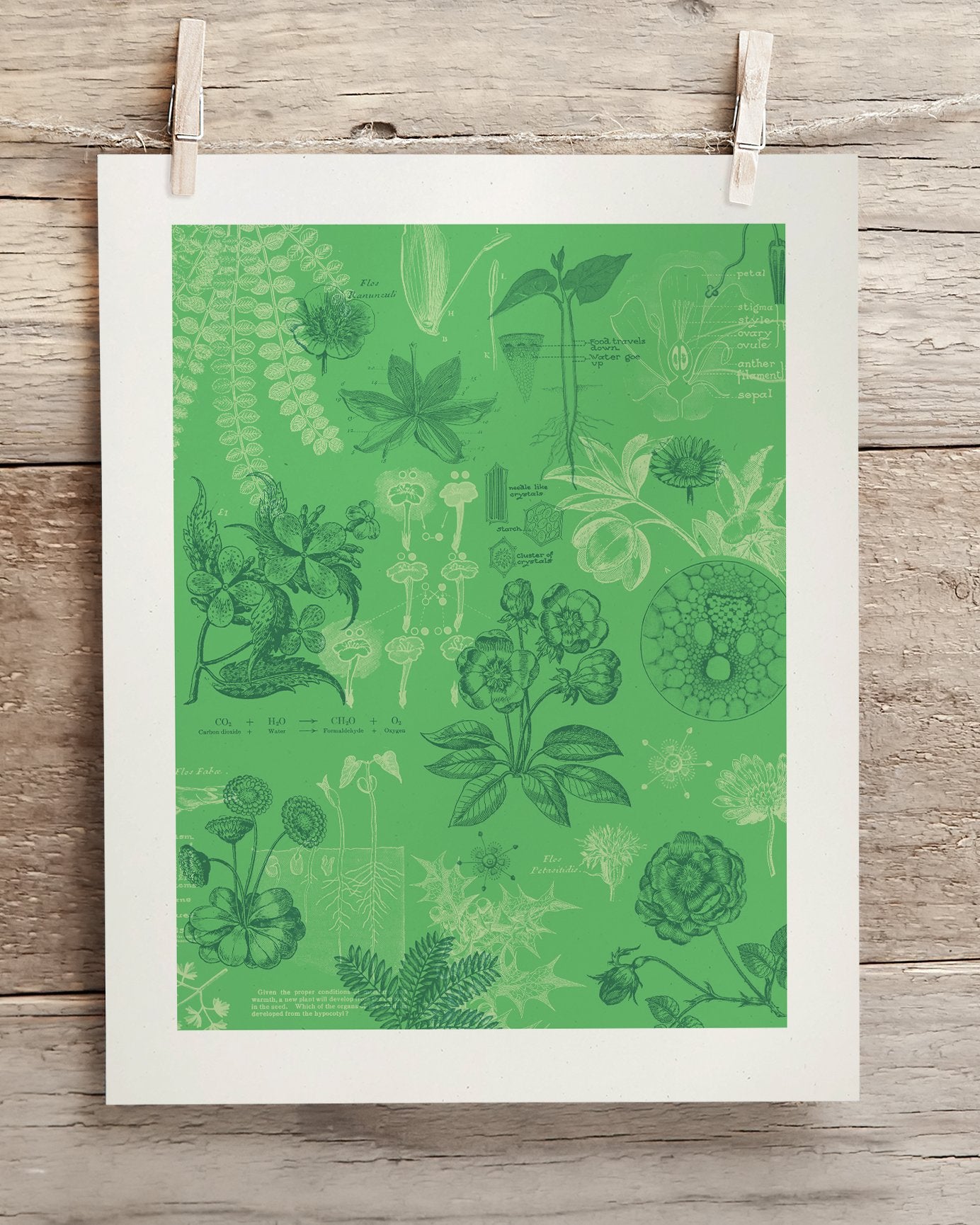 Botany Museum Print