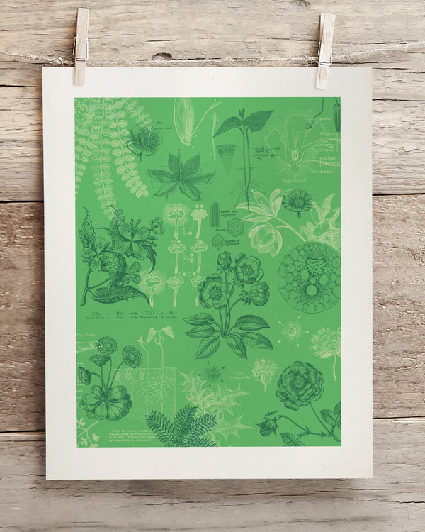 Botany Museum Print