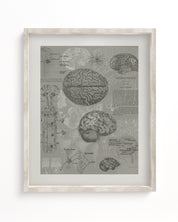 Brain Anatomy Museum Print