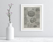 Brain Anatomy Museum Print