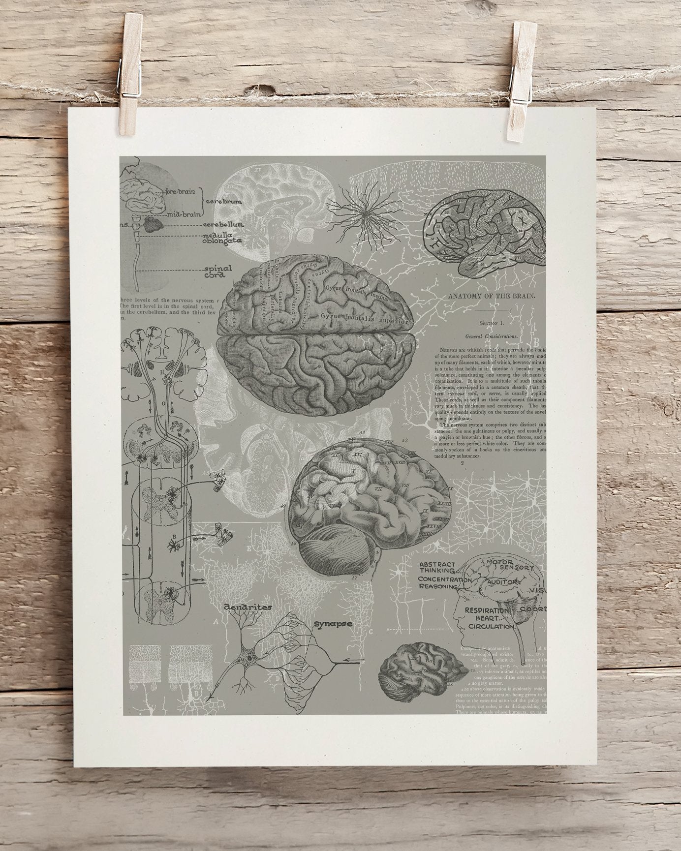 Brain Anatomy Museum Print