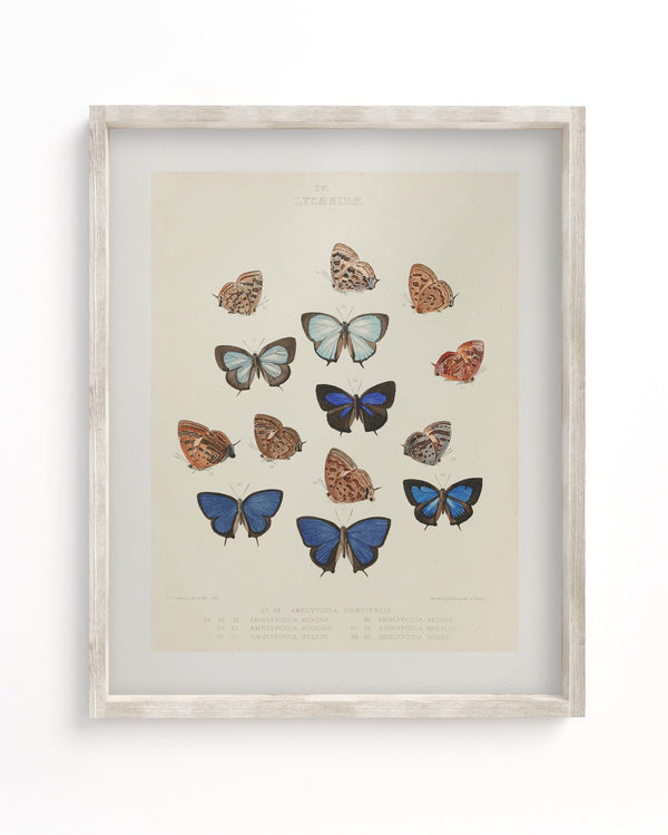 Butterfly Plate 2 Museum Print
