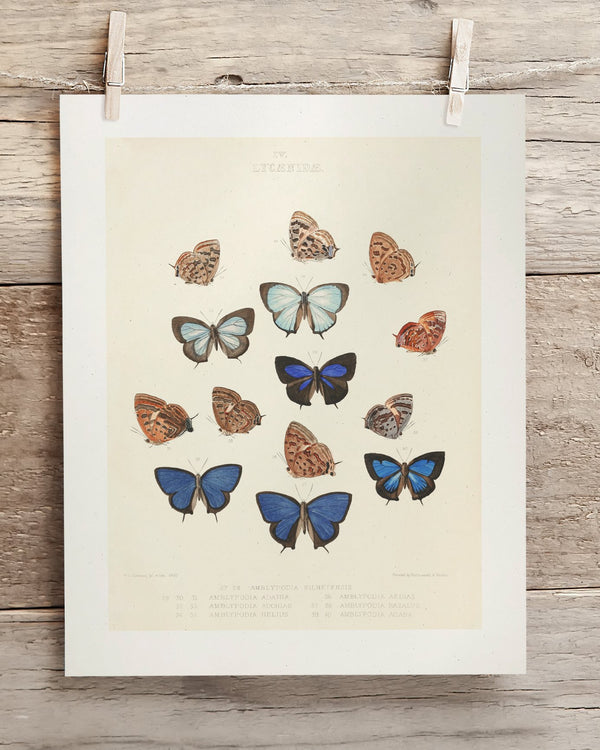Butterfly Plate 2 Museum Print