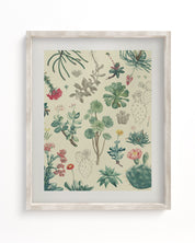 Cactus Museum Print