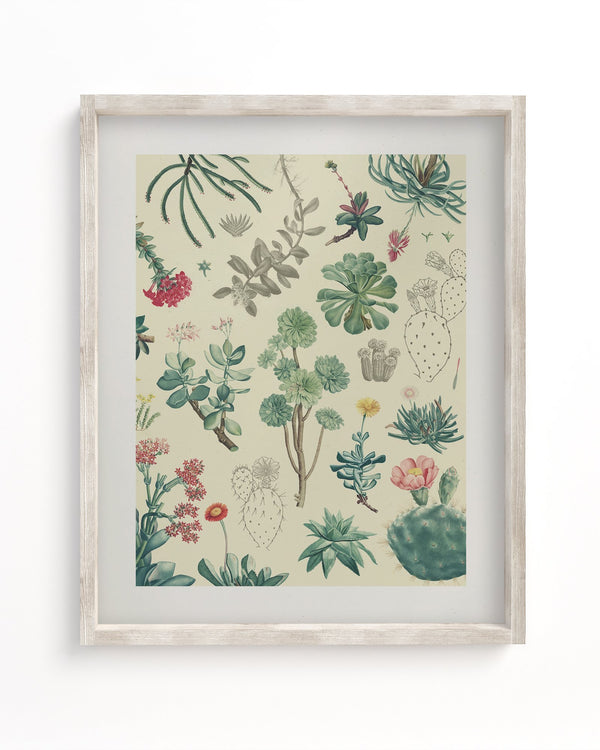 Cactus Museum Print