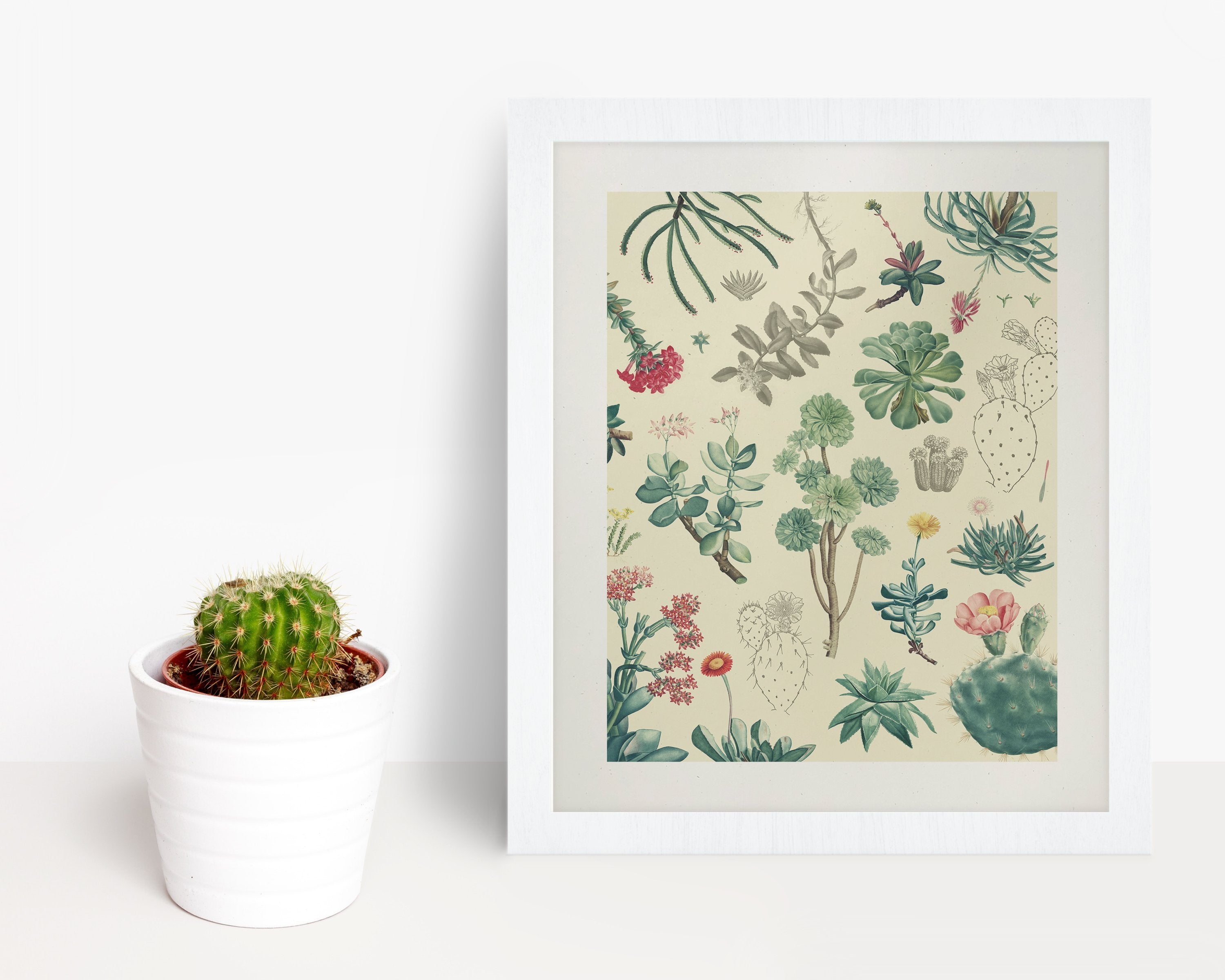 Cactus Museum Print
