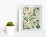 Cactus Museum Print