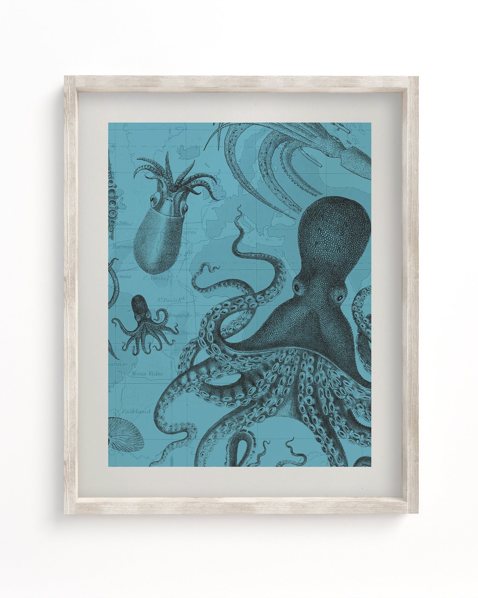 Octopus & Squid Museum Print