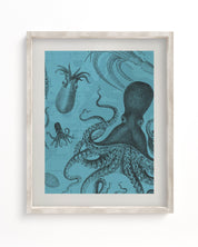 Octopus & Squid Museum Print