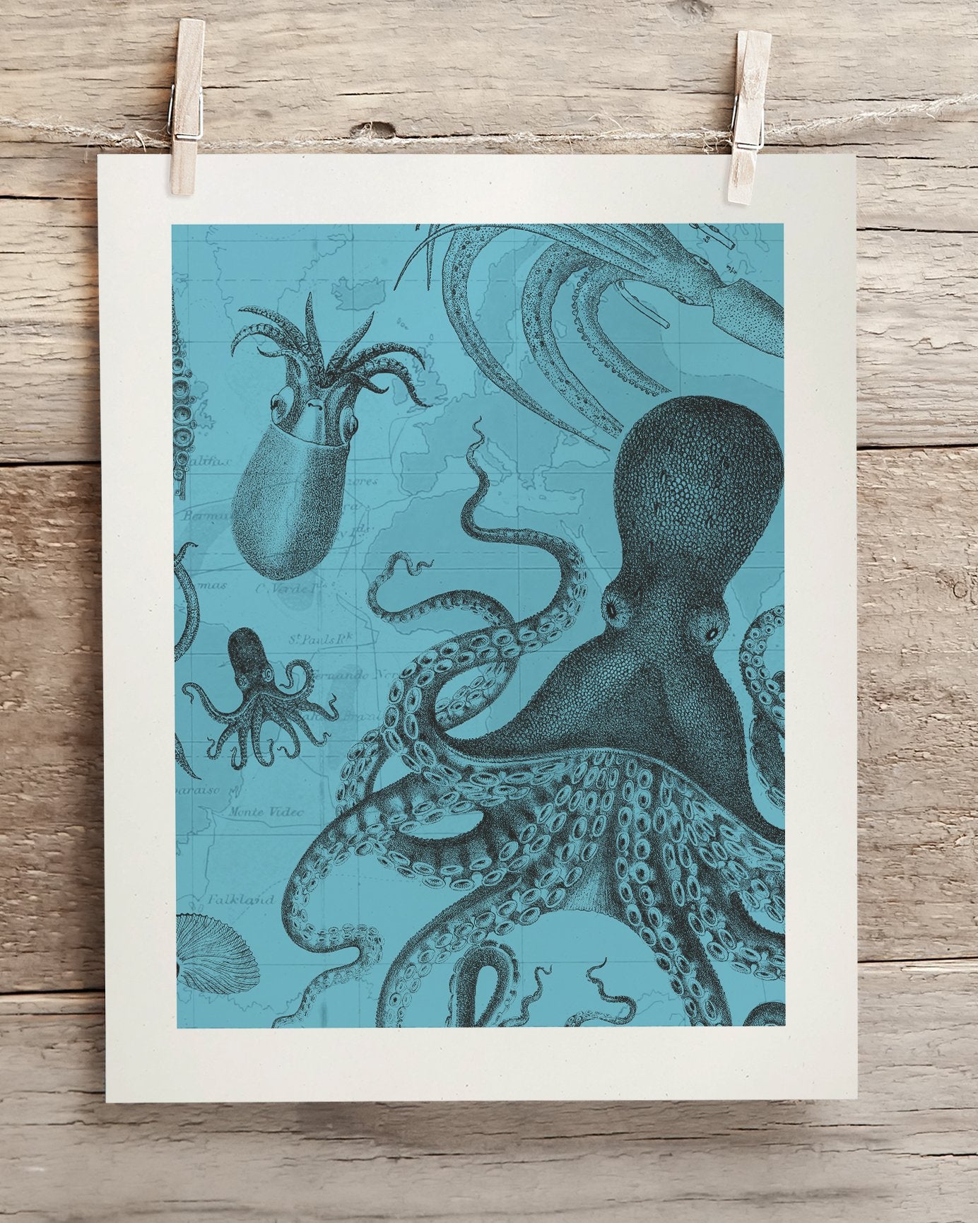 Octopus & Squid Museum Print