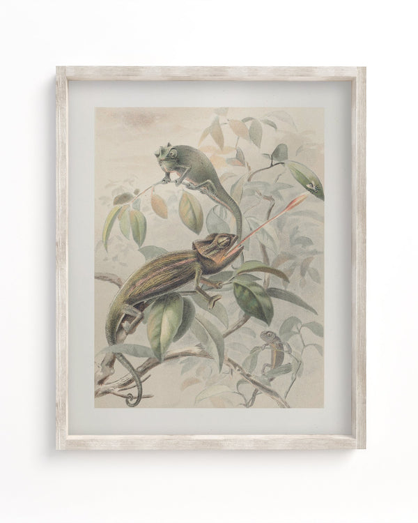 Chameleon Museum Print