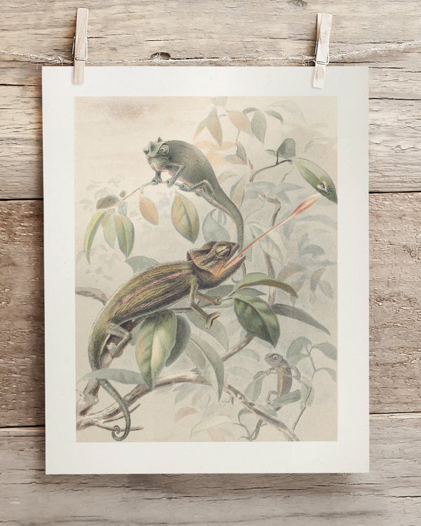 Chameleon Museum Print