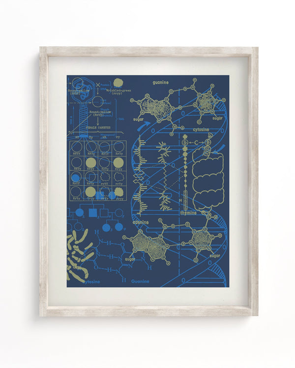 Genetics: DNA Museum Print