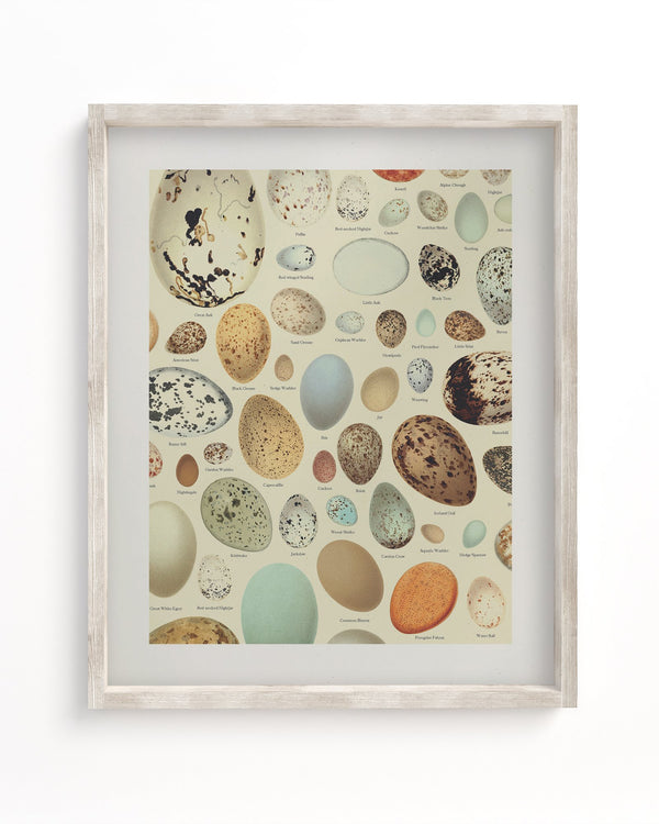 Oology Bird's Eggs Museum Print