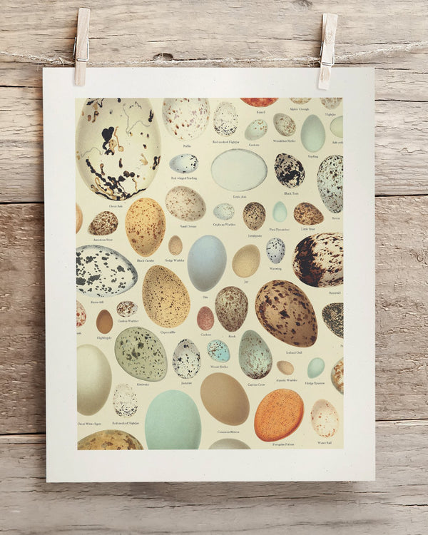 Oology Bird's Eggs Museum Print