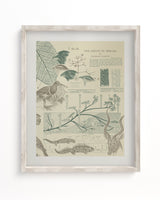 Evolution Museum Print