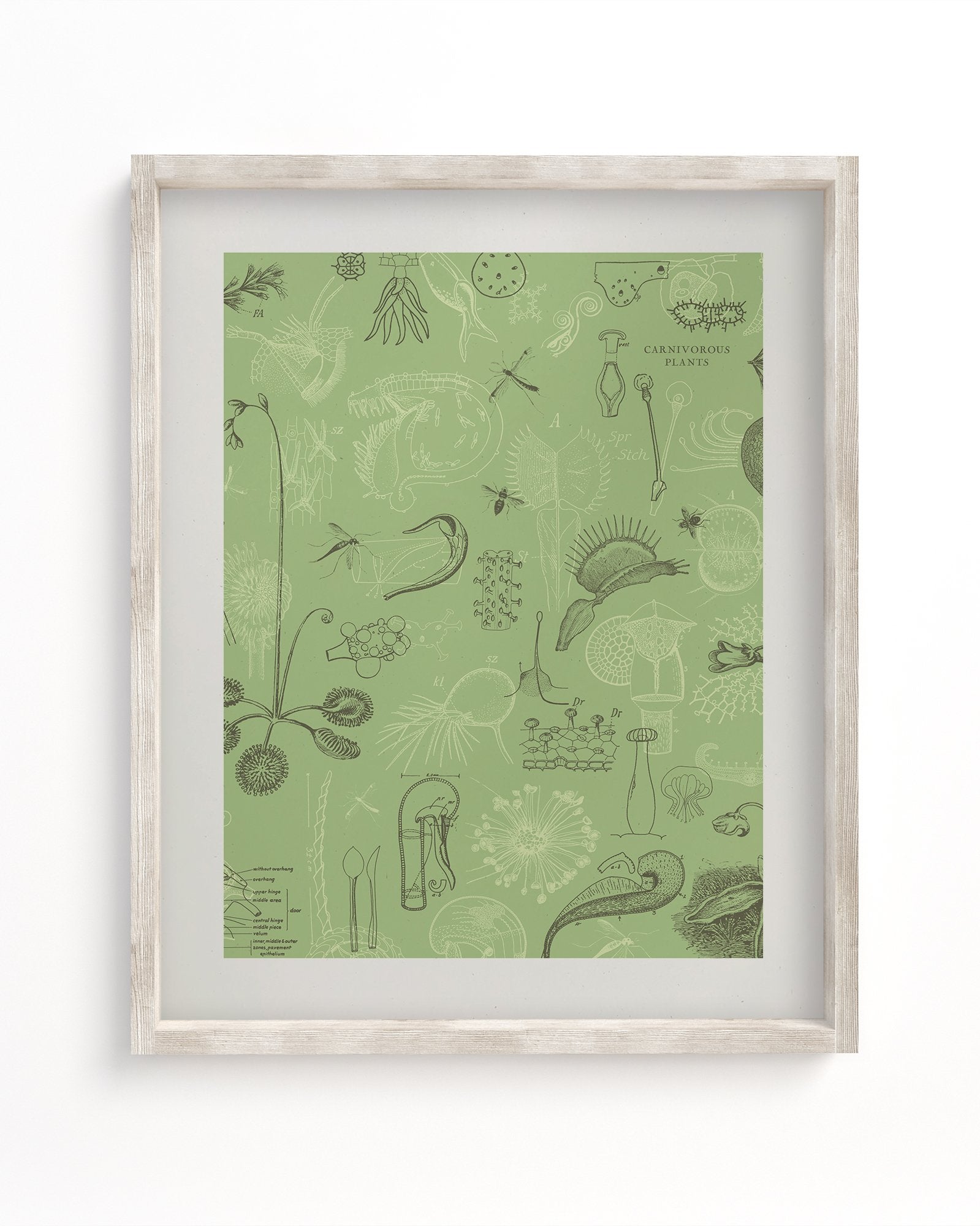 Carnivorous Plants Museum Print