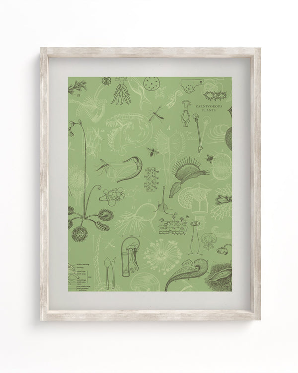 Carnivorous Plants Museum Print