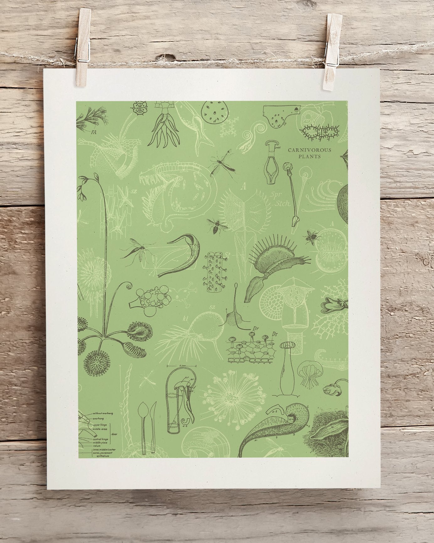 Carnivorous Plants Museum Print