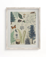 Woodland Forest Plate 2 Museum Print