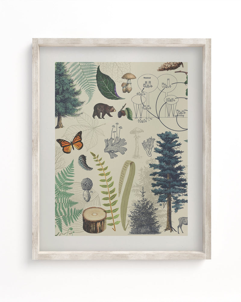 Woodland Forest Plate 2 Museum Print