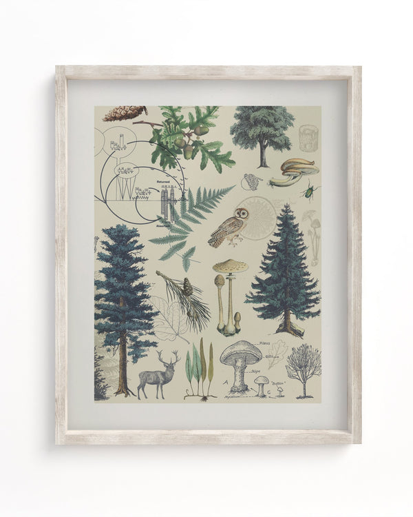 Woodland Forest Plate 3 Museum Print