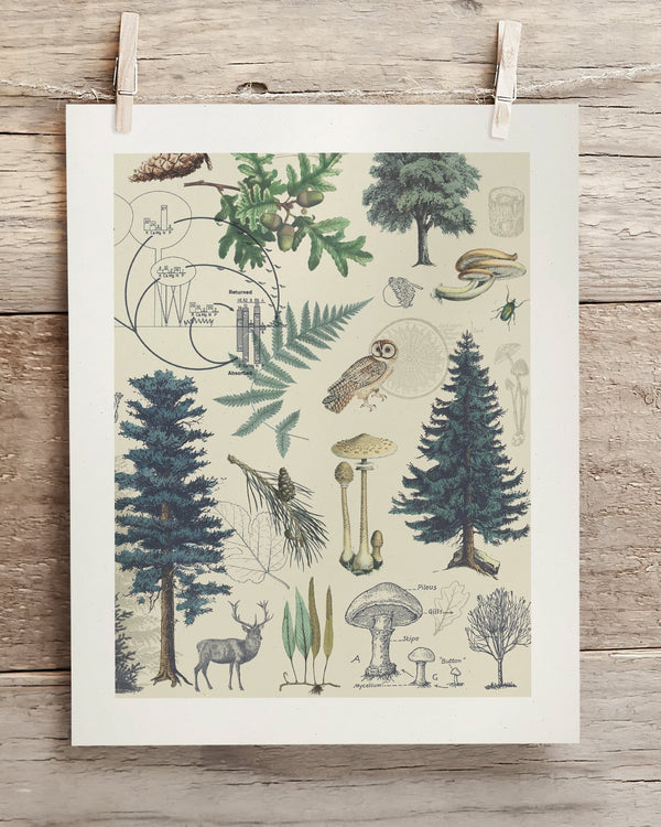 Woodland Forest Plate 3 Museum Print