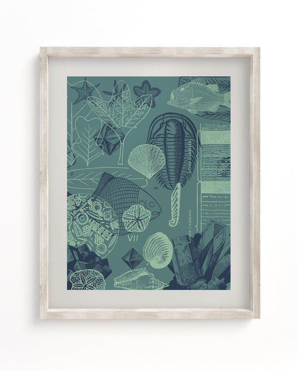 Fossils Museum Print