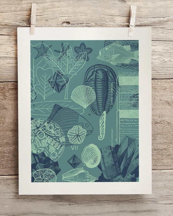 Fossils Museum Print
