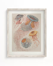 Haeckel Jellyfish Museum Print