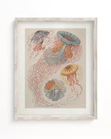 Haeckel Jellyfish Museum Print