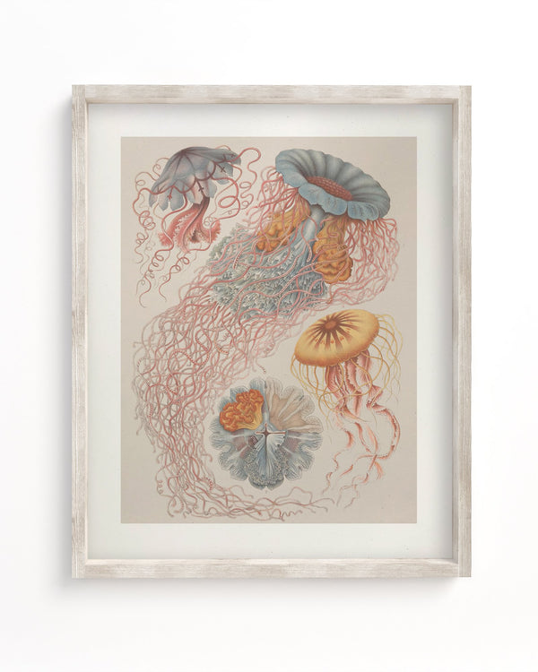 Haeckel Jellyfish Museum Print