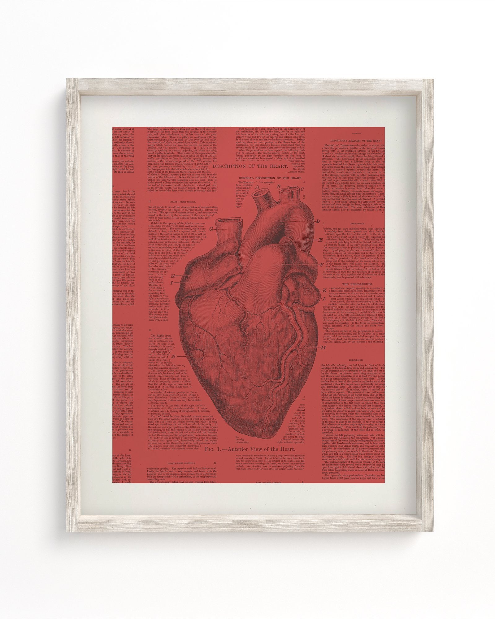 Anatomical Heart Museum Print