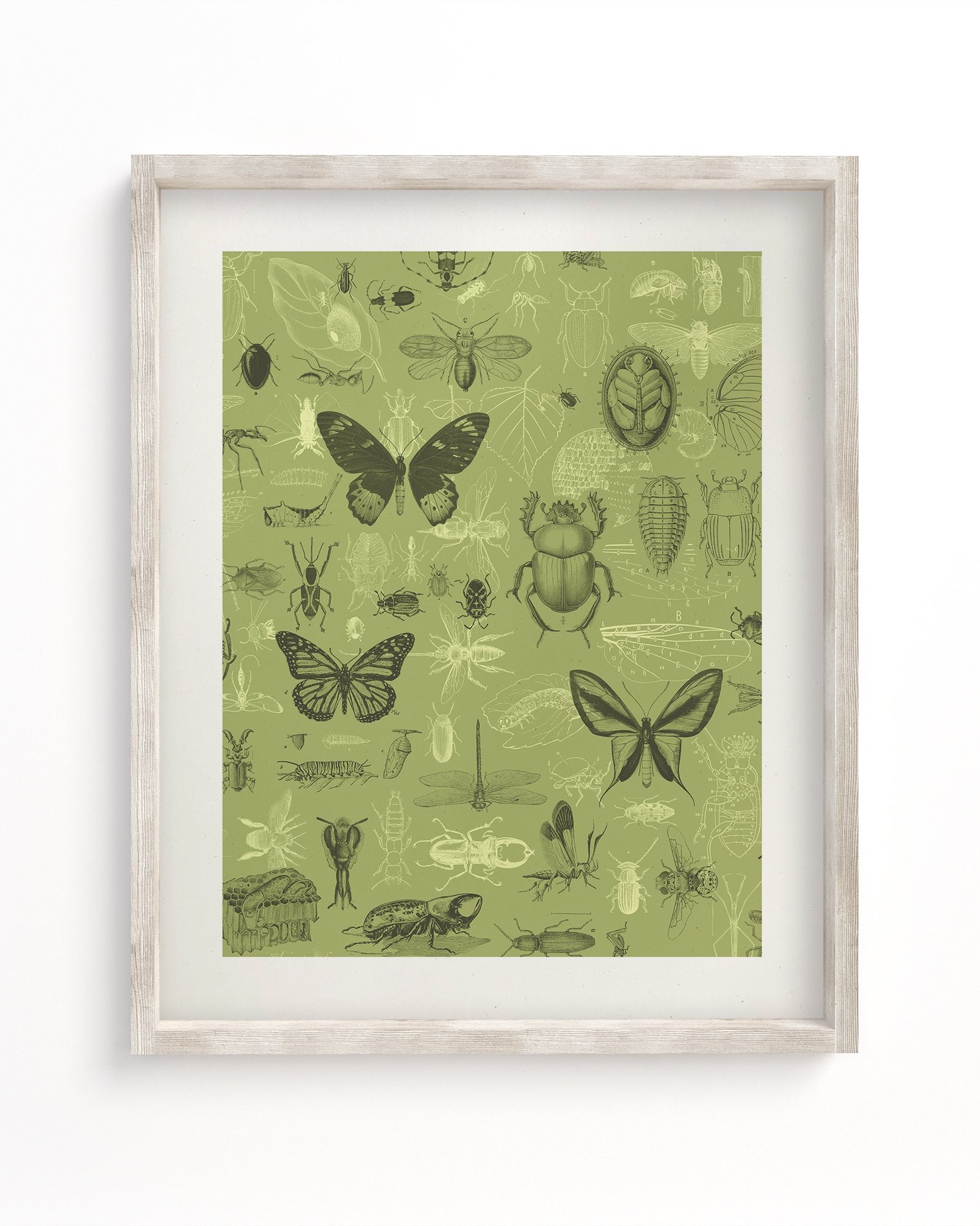 Insect Museum Print