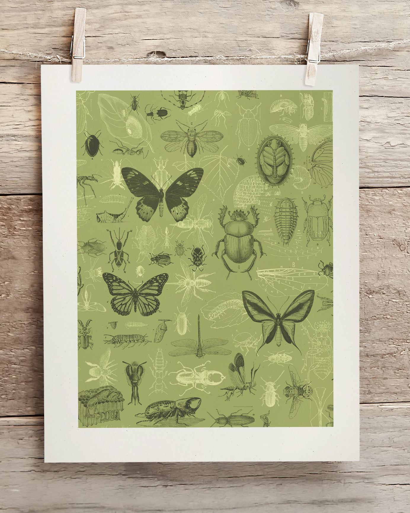 Insect Museum Print