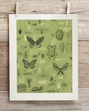 Insect Museum Print