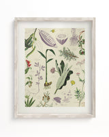 Medicinal Botany Museum Print