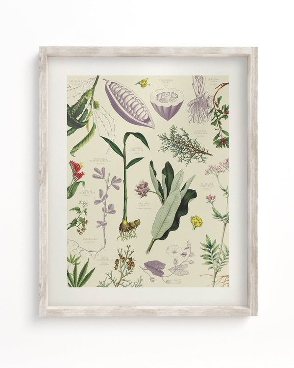 Medicinal Botany Museum Print