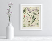 Medicinal Botany Museum Print