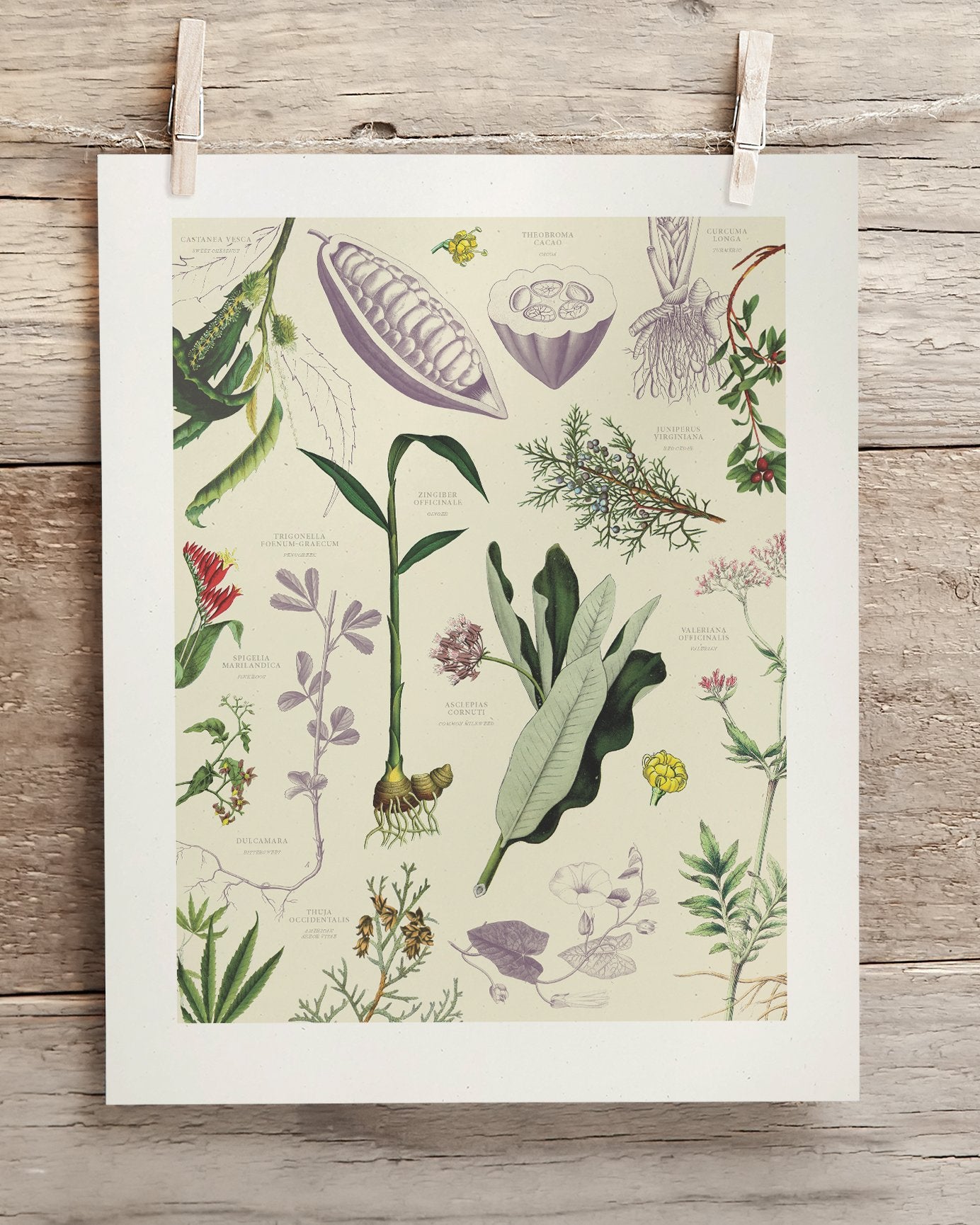 Medicinal Botany Museum Print