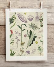 Medicinal Botany Museum Print