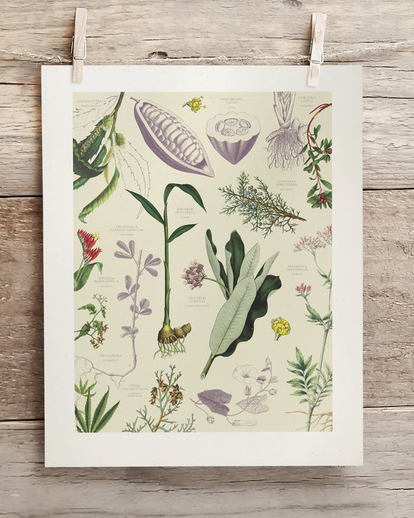 Medicinal Botany Museum Print