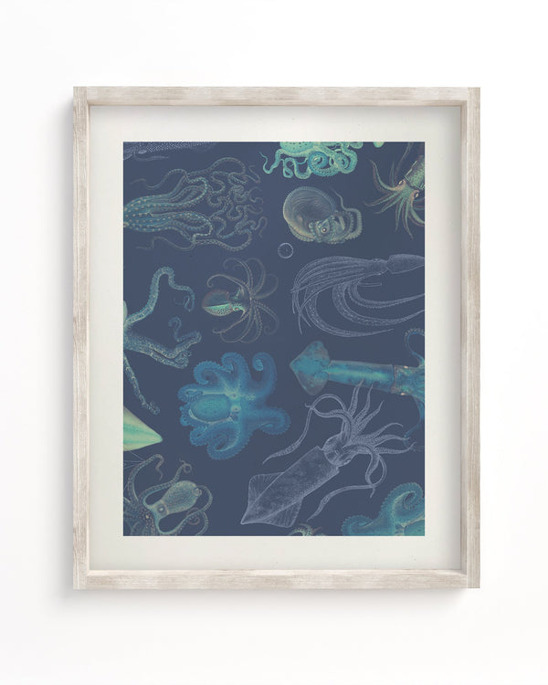 Cephalopods Museum Print