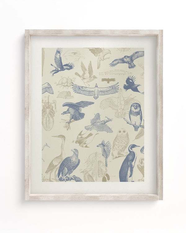 Birds of Prey Museum Print