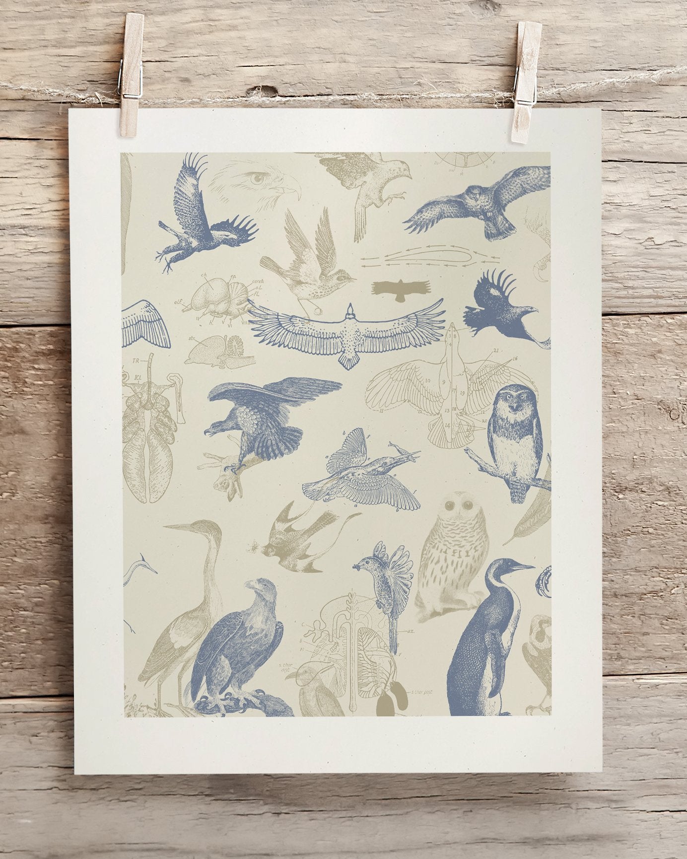 Birds of Prey Museum Print
